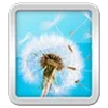 Wallpapers Dandelion