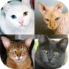 Cats Quiz Guess Popular Breeds