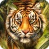 Tiger Wallpapers