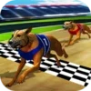 Wild Greyhound Dog Racing