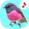 Bird Songs: Ringtones