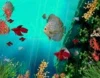 Coral Reef Aquarium 3D Animated Wallpaper