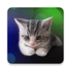 Sleepy Kitten Live Wallpaper