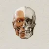 3D Anatomy for the Artist