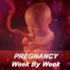 My week By Week Pregnancy App