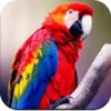 Parrot Wallpapers 4K