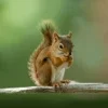 Talking Squirrel