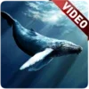 Blue Whale Video Live Wallpape