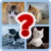 4 pics 1 word quiz game 2024