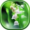 Lily of The Valley Wallpaper