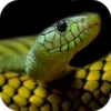 Snake Wallpapers