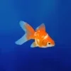 Goldfish 3D Relaxing Aquarium