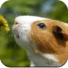 Guinea Pig Wallpaper HD