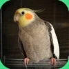 Cockatiel Sounds