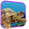 Turtle 3D Live Wallpaper