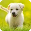 Puppy Wallpapers 4K