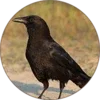 Crow Sounds