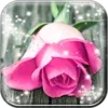 Pink Rose Live Wallpaper HD