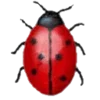 Coccinella