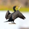 The Cormorant