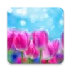 Spring Flower Live Wallpaper