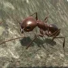 Ant Simulation