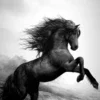 Horse Wallpapers