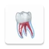 Dental 3D Illustrations