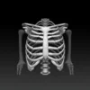 Bones Human 3D (anatomy)