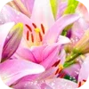 Pink Lilies Theme