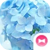 Blue Hydrangea Theme