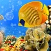 Aquarium Live Wallpaper