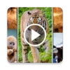 Animal Video Live Wallpaper