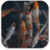 Real Aquarium Live Wallpaper