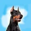 Doberman Dog Simulator