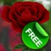 3D Rose Live Wallpaper Free