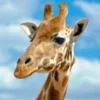 Giraffe Wallpapers