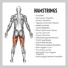 All Hamstrings Exercises