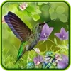 Hummingbirds live wallpaper