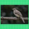 Bulbul Bird Sounds