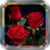 Rose Flower Live Wallpaper Pro