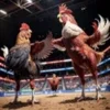 Angry Chicken Fighting Cock