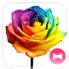 Rainbow Rose