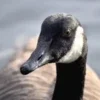 Goose Sounds