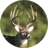 Whitetail Deer Calls