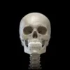 Skeleton 3D Anatomy