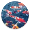 Koi Fish Pond Video LWP