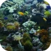 Aquarium Video Live Wallpaper