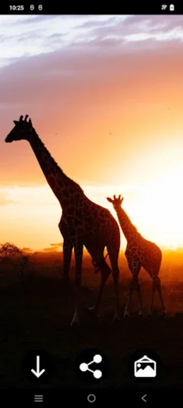 Giraffe Wallpapers for Android - Enhance Your Device