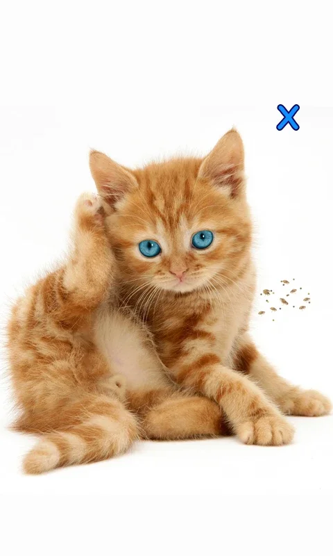 Talking, Dancing Cat. for Android: An Interactive Entertainment